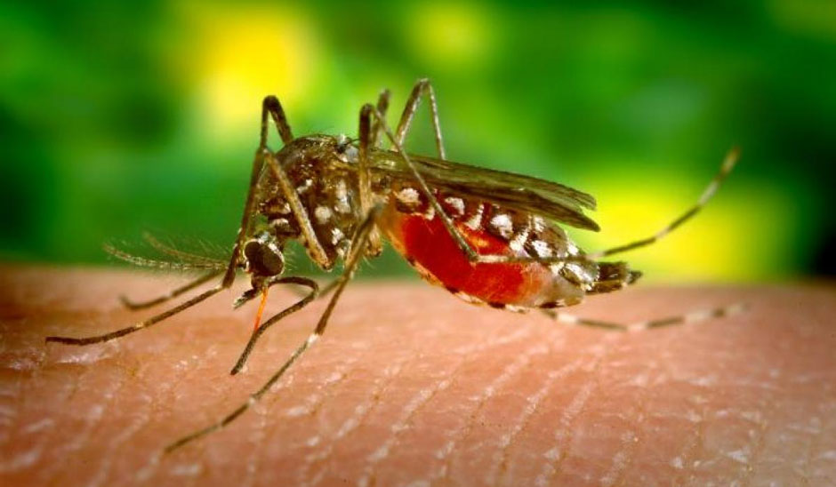 Inside the Mosquito: How Anopheles Transmits Malaria Efficiently