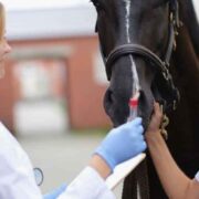 Disability Insurance Options for Soon-to-Be Veterinarians