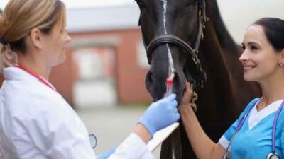 Disability Insurance Options for Soon-to-Be Veterinarians