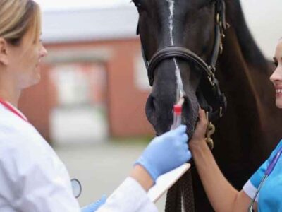 Disability Insurance Options for Soon-to-Be Veterinarians