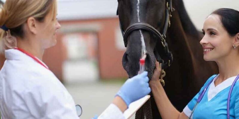 Disability Insurance Options for Soon-to-Be Veterinarians