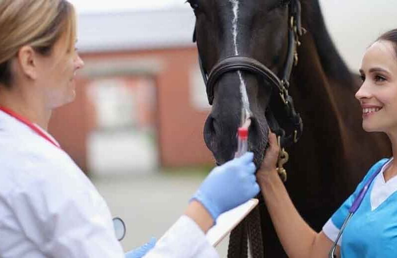 Disability Insurance Options for Soon-to-Be Veterinarians