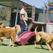 How-to-Prepare-Your-Dog-for-Their-First-Boarding-Experience
