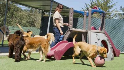 How-to-Prepare-Your-Dog-for-Their-First-Boarding-Experience