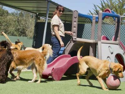 How-to-Prepare-Your-Dog-for-Their-First-Boarding-Experience