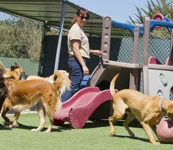 How-to-Prepare-Your-Dog-for-Their-First-Boarding-Experience