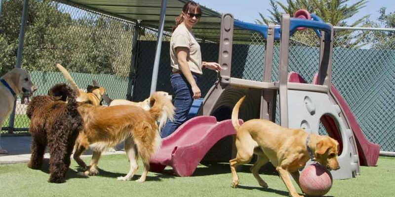 How-to-Prepare-Your-Dog-for-Their-First-Boarding-Experience