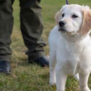 Leash-Training-for-Puppies-How-to-Prevent-Pulling-Early