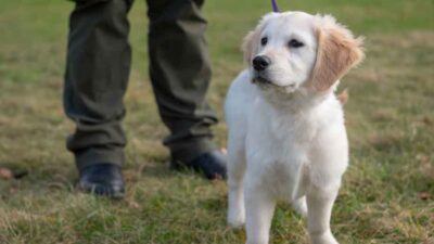 Leash-Training-for-Puppies-How-to-Prevent-Pulling-Early