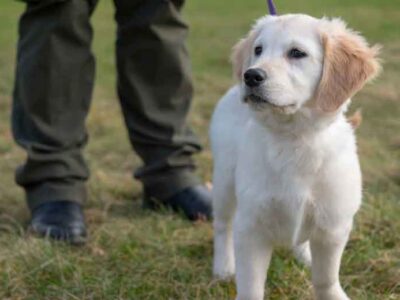 Leash-Training-for-Puppies-How-to-Prevent-Pulling-Early