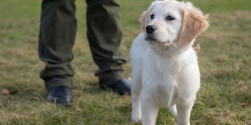Leash-Training-for-Puppies-How-to-Prevent-Pulling-Early