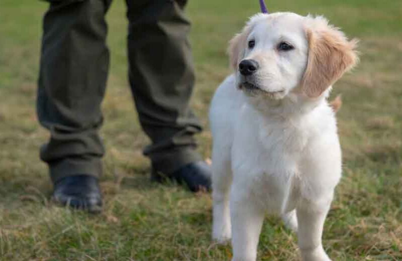 Leash-Training-for-Puppies-How-to-Prevent-Pulling-Early