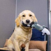 Preparing-Your-Dog-for-Their-First-Boarding-Experience
