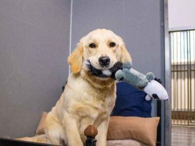 Preparing-Your-Dog-for-Their-First-Boarding-Experience