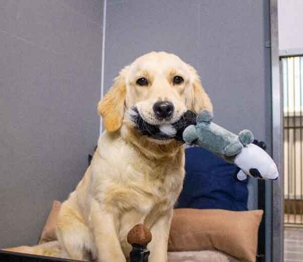 Preparing-Your-Dog-for-Their-First-Boarding-Experience