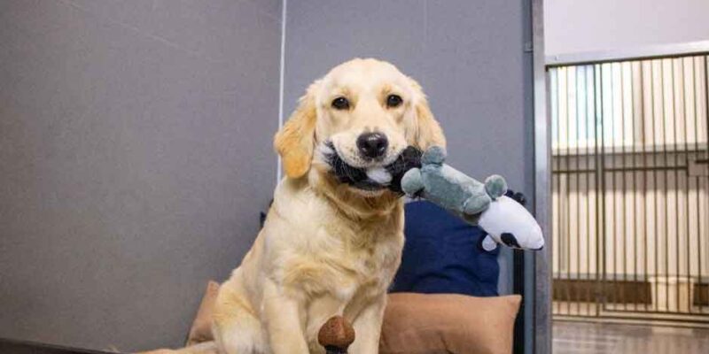 Preparing-Your-Dog-for-Their-First-Boarding-Experience