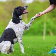 The-Role-of-Professional-Dog-Trainers-in-Lifelong-Obedience
