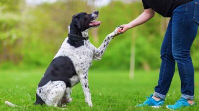 The-Role-of-Professional-Dog-Trainers-in-Lifelong-Obedience