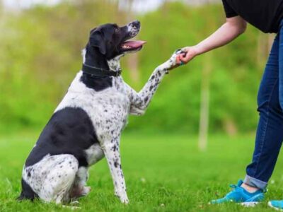 The-Role-of-Professional-Dog-Trainers-in-Lifelong-Obedience