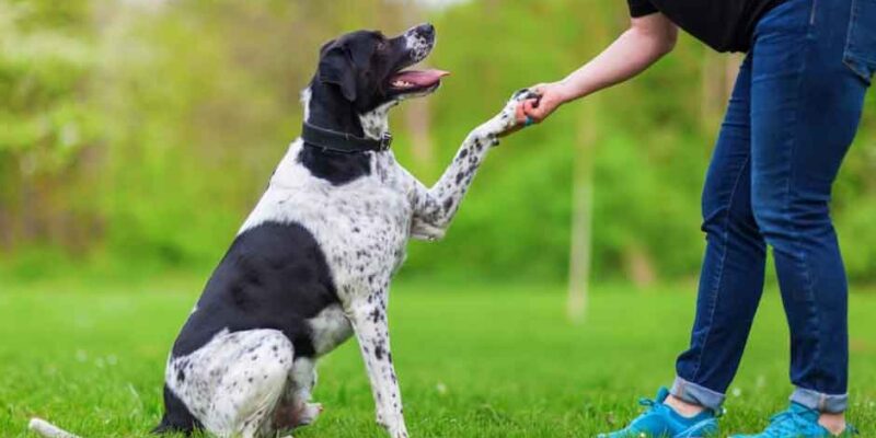 The-Role-of-Professional-Dog-Trainers-in-Lifelong-Obedience