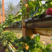 Raspberries, Strawberries, and Fruit Trees: How to Maximize Flavor and Yield in Your Garden