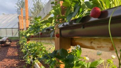 Raspberries, Strawberries, and Fruit Trees: How to Maximize Flavor and Yield in Your Garden