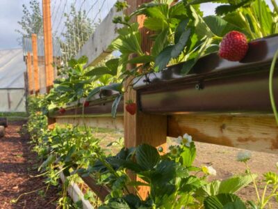 Raspberries, Strawberries, and Fruit Trees: How to Maximize Flavor and Yield in Your Garden