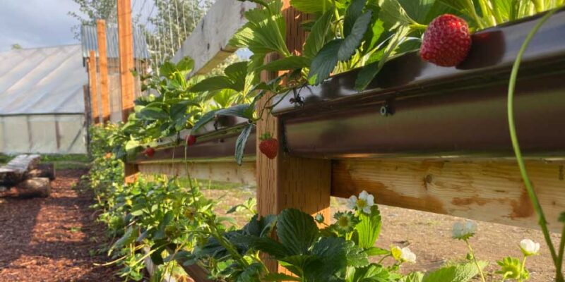 Raspberries, Strawberries, and Fruit Trees: How to Maximize Flavor and Yield in Your Garden